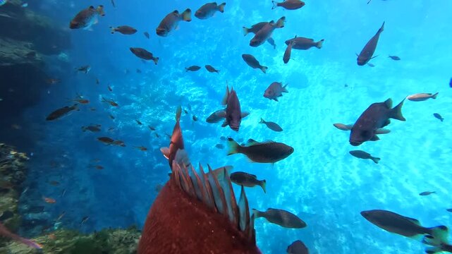 Tropical reef fish swimming in clear blue water, Espiritu Santo, Vanuatu