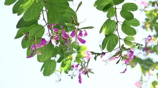 Bauhinia blakeana flowers. Its common name the&nbsp;Hong Kong orchid tree and Orchid Tree. It&nbsp;is a&nbsp;hybrid&nbsp;leguminous&nbsp;tree of the&nbsp;genus&nbsp;Bauhinia. It has large thick leaves and striking purplish red flowers.