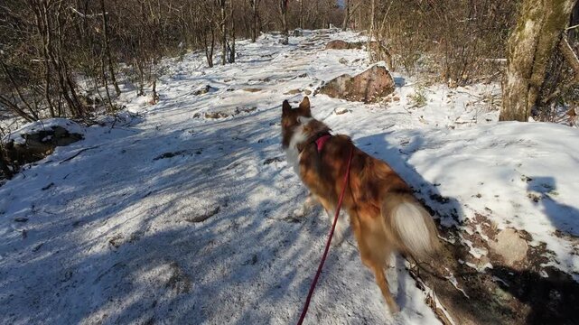 POV walking with dog. Cute rough collie walking in snow covered mountain path with red dog leash. Scotland shepherd sheepdog hiking in forest in sunny winter day. 4k real time footage.