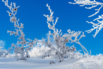 Winter landscape with snow-covered branches, Parma Apennines