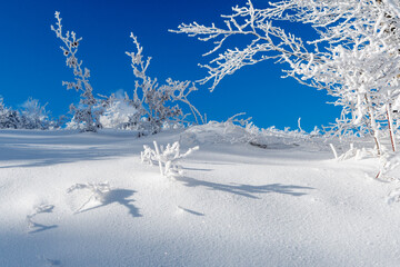 Winter landscape with snow-covered branches, Parma Apennines