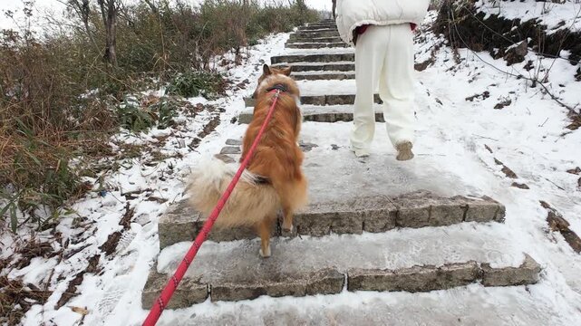 POV walking with dog. Cute rough collie walking in snow covered mountain path with red dog leash. Scotland shepherd sheepdog hiking in forest in sunny winter day. 4k real time footage.