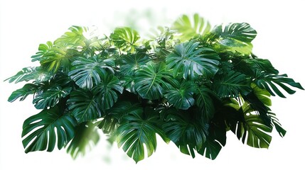 dense cluster of glossy green split tropical leaves on a bright white background, lush and calming