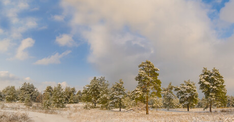 wide winter fir tree forest glade in snow under blue cloudy sky © Yuriy Kulik