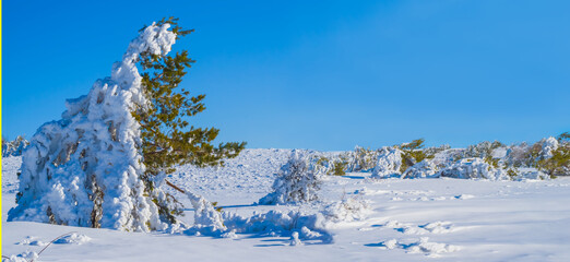 wide winter fir tree forest glade in snow under blu cloudy sky © Yuriy Kulik