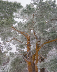 closeup pine tree forest glade in snow, winter outdoor scene © Yuriy Kulik