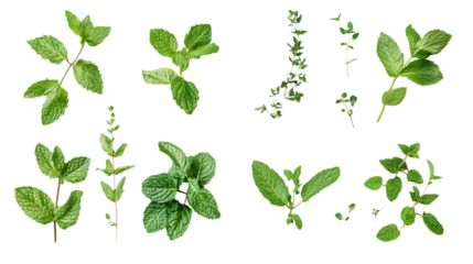 Assortment of aromatic mint leaves, and branches, with various arrangements isolated on white and transparent background