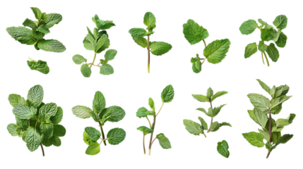 Assortment of aromatic mint leaves, and branches, with various arrangements isolated on white and transparent background