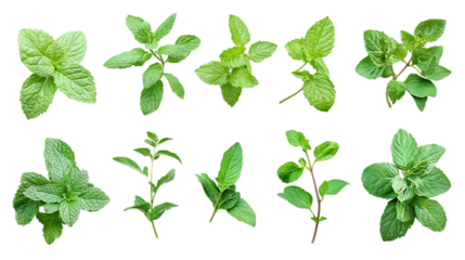 Assortment of aromatic mint leaves, and branches, with various arrangements isolated on white and transparent background