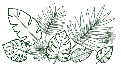 Tropical Leaf Sketch Drawing Isolated on White Background. © MR.HAY