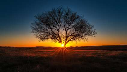 Silhouette of lone tree against dramatic sunset sky