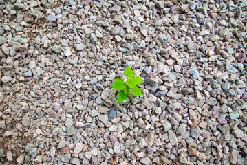Green sprout growing out from pebbles on the ground.