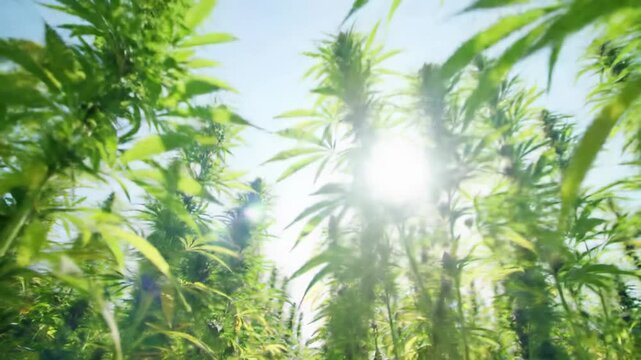 A breathtaking, cinematic slow-motion video glides through towering, lush industrial hemp plants in a vast agricultural field during golden hour. radiant sunlight creates organic lens flares and