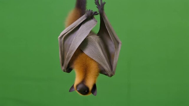 Bat Hanging Upside Down on Branch.