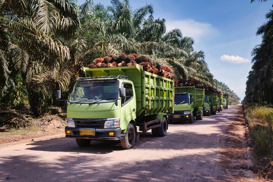 Palm Oil Truck Convoy Moving Along Rural Plantation Road