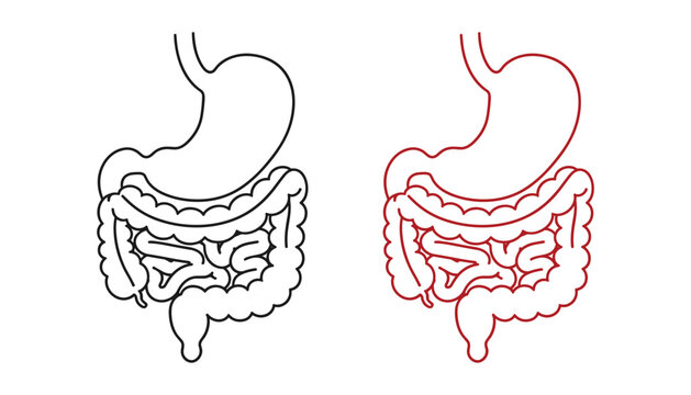 Outline vector drawing of digestive system anatomical design black and red illustration