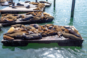 sealion relaxing at the oier in San Francisco © travelview
