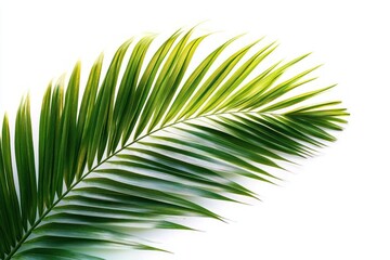 Obraz premium single green palm frond on white background conveying fresh tropical calm