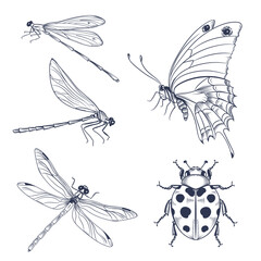 Set of vector hand drawn insects, dragonflies, butterfly, ladybug in sketch style