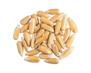 Top Down View of Pile of Golden Roasted Sunflower Seeds on White Background