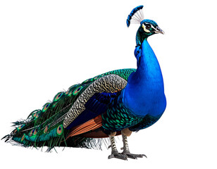 Fototapeta premium Untitled design - Close-Up Full Body Peacock Standing With Folded Feathers, Isolated on White Background PNG (2)