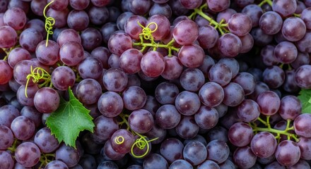 A close-up of a bunch of dark purple grapes with green leaves on a vine, set against a blurred background.