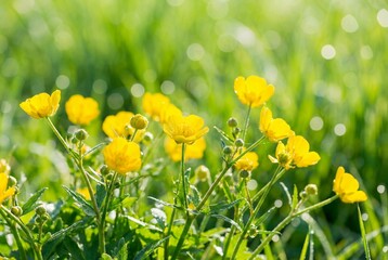 Obraz premium Bright yellow buttercup flowers blooming in green meadow with sunlight and soft bokeh