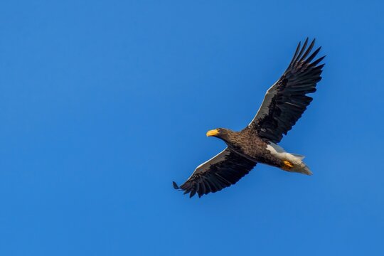 大空を羽ばたく雄大なオオワシ、自由と強さの象徴、ネイチャーフォト
