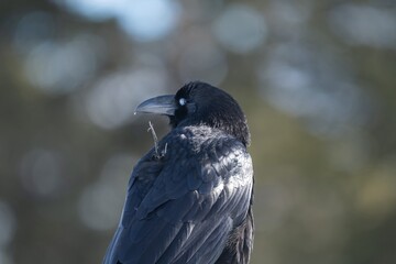 Obraz premium A common raven wearing a gps transmitter device and is also banded for research. Taken January, 28, 2022