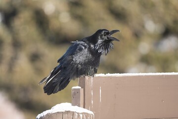 Obraz premium A common raven wearing a gps transmitter device and is also banded for research. Taken January, 28, 2022