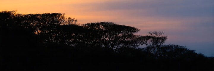 Fototapeta premium Silhouetted trees against vibrant sunset sky with warm orange hues