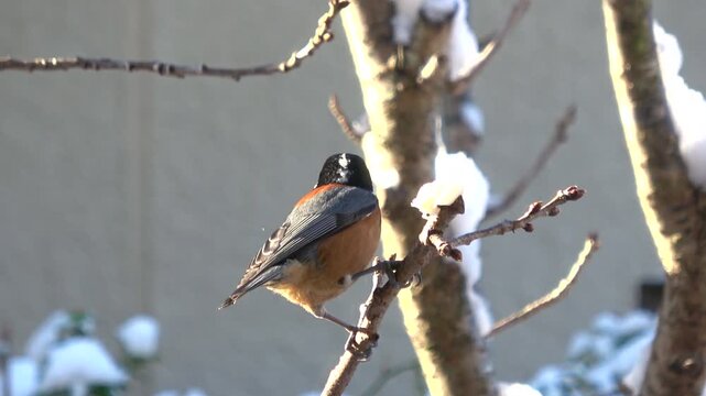 雪の中、木の枝に止まり、脂身を食べて飛び立つヤマガラ  冬の野鳥  4K