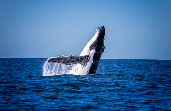 Humpback whale in Australia jumping our of the ocean and ready to splash. The mammal fin is dropping water like a rainfall. The body of the cetacean is launching in the air.