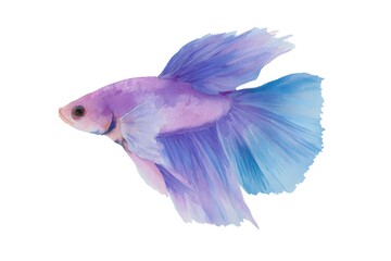 Fototapeta premium watercolour painting on canvas of a betta fish with its' tail flowing, purple and blue ombre hues