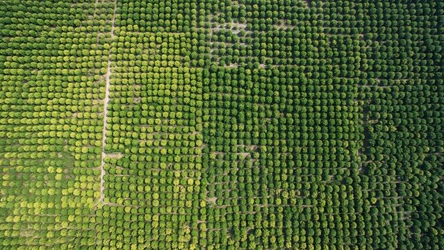Aerial view of a vast green agricultural field, showcasing uniform rows of growing plants under natural sunlight, representing sustainable farming and crop cultivation and land management