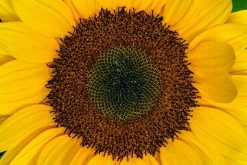 Sunflower on dark background studio