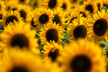 Sunflower fields during summer day