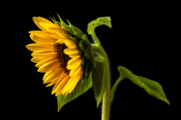 Sunflower on dark background studio
