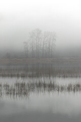 bare trees reflecting in a lake with mist