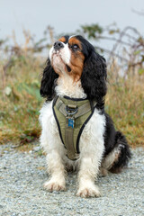 Tri Color Cavalier King Charles Spaniel