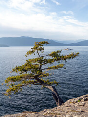 Lone tree at the edge of a cliff