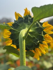 Close-up photograph of a bright yellow sunflower captured in natural daylight in India. The image highlights fine details of the petals and central disc, showcasing the flower&rsquo;s vibrant color, texture