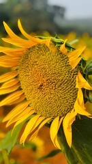 Close-up photograph of a bright yellow sunflower captured in natural daylight in India. The image highlights fine details of the petals and central disc, showcasing the flower&rsquo;s vibrant color, texture