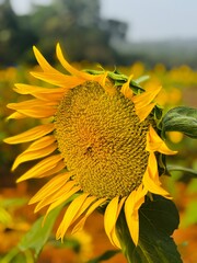 Close-up photograph of a bright yellow sunflower captured in natural daylight in India. The image highlights fine details of the petals and central disc, showcasing the flower&rsquo;s vibrant color, texture