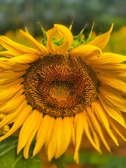 Close-up photograph of a bright yellow sunflower captured in natural daylight in India. The image highlights fine details of the petals and central disc, showcasing the flower&rsquo;s vibrant color, texture
