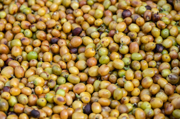 Full frame shot of yellow coffee cherries after harvesting. During a harvest a coffee is picked affects both its quality and taste.