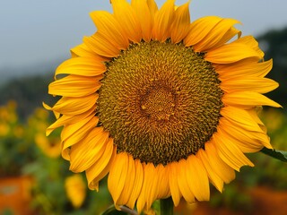 Close-up photograph of a bright yellow sunflower captured in natural daylight in India. The image highlights fine details of the petals and central disc, showcasing the flower&rsquo;s vibrant color, texture