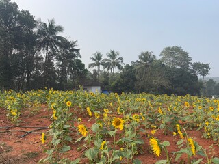 Close-up photograph of a bright yellow sunflower captured in natural daylight in India. The image highlights fine details of the petals and central disc, showcasing the flower&rsquo;s vibrant color, texture