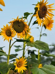 Close-up photograph of a bright yellow sunflower captured in natural daylight in India. The image highlights fine details of the petals and central disc, showcasing the flower&rsquo;s vibrant color, texture
