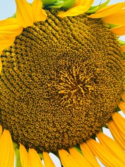Close-up photograph of a bright yellow sunflower captured in natural daylight in India. The image highlights fine details of the petals and central disc, showcasing the flower&rsquo;s vibrant color, texture